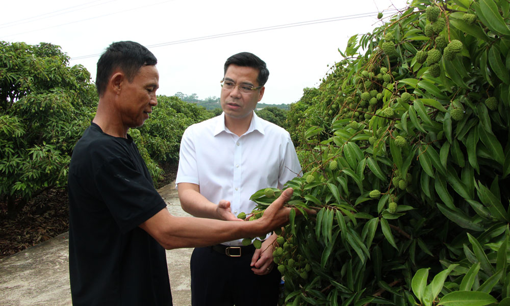 Đồng chí Đào Công Hùng thăm vùng trồng vải ở xã Giáp Sơn.